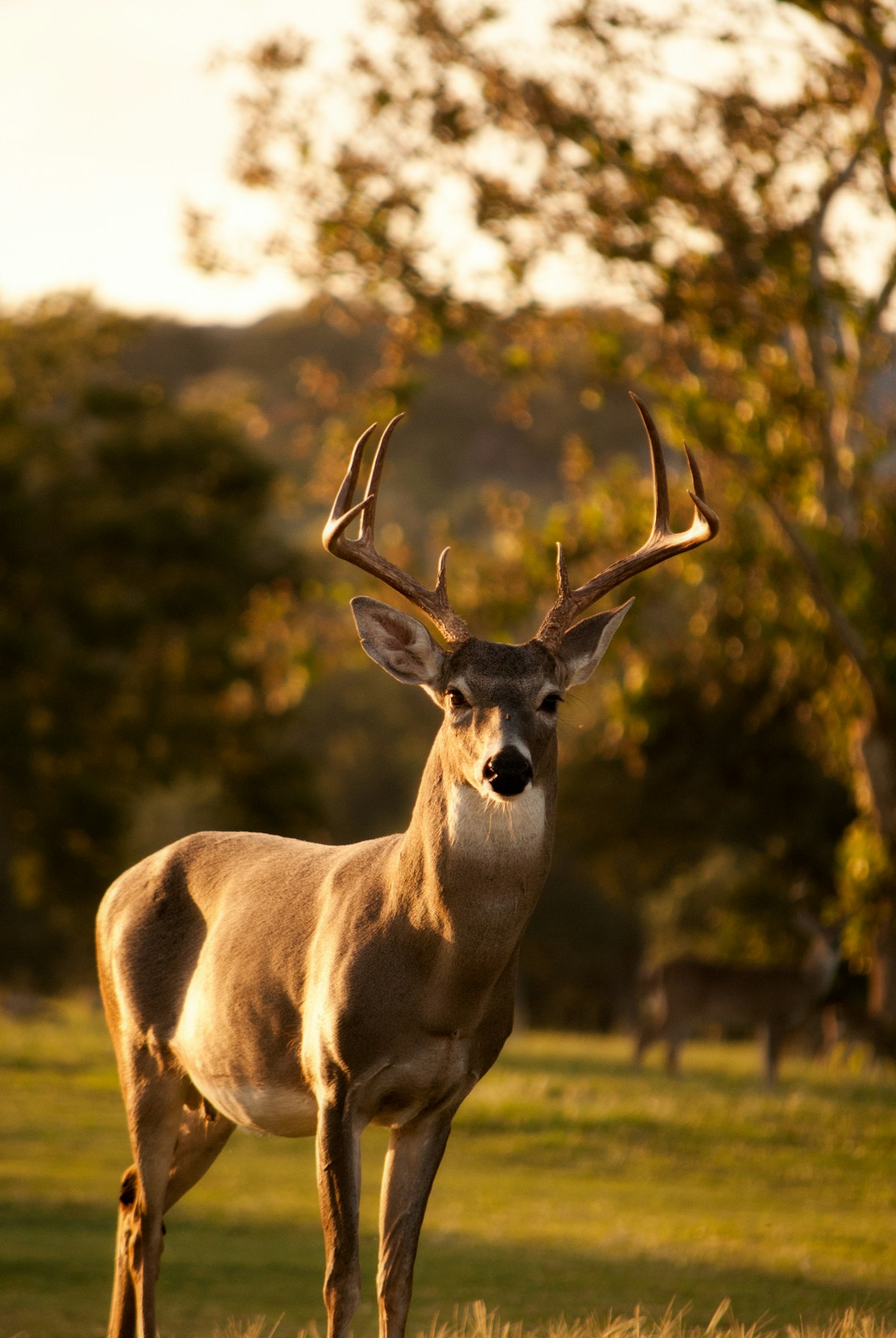 Deer at the edge of a sunlit forest