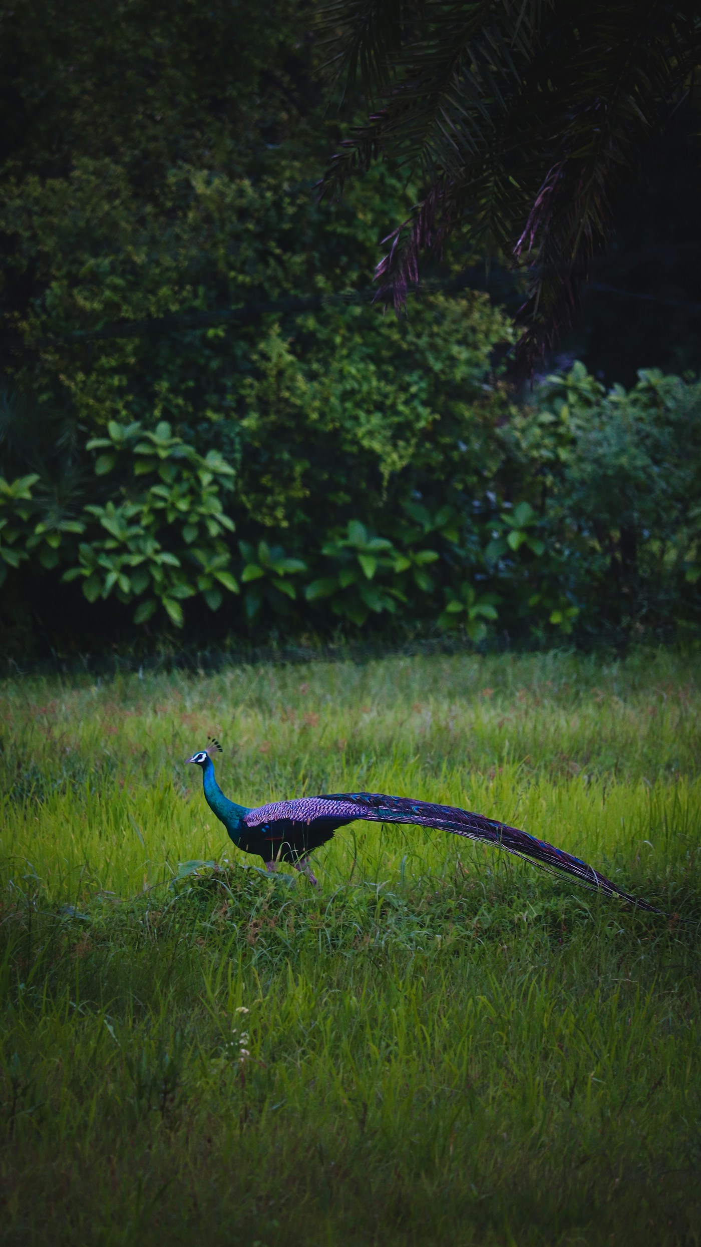 Wildlife journey inspiration